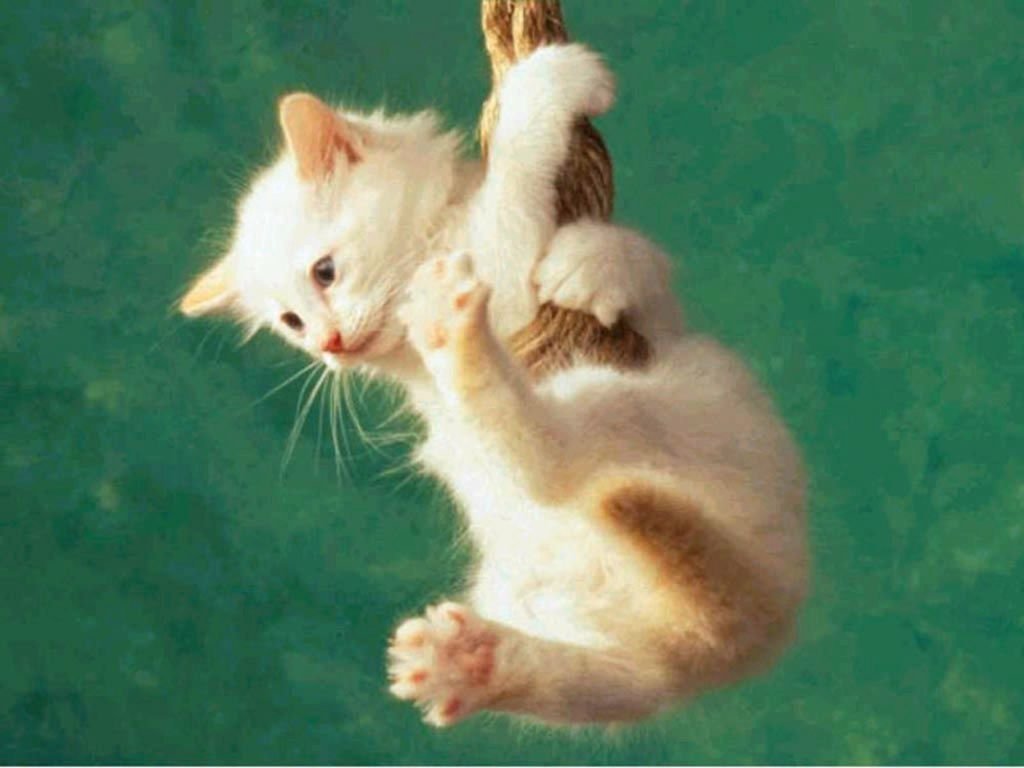Chats - 045